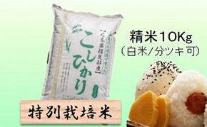 【令和7年産】特別栽培米 10kg【白米、7分ツキ】（コシヒカリ）