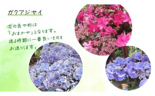 ≪先行予約≫ガク アジサイ 【 おまかせ 1点 】【2026年4月上旬頃より発送開始】 植物 花 インテリア フラワー 紫陽花 お花 園芸 初夏 梅雨 ガーデニング 母の日  [BG006us]