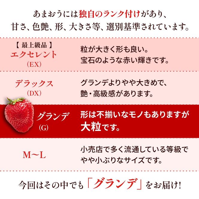 福岡県産 あまおう 540g～1080g 送料無料 いちご 果物 フルーツ ギフト 季節限定 スイーツ ケーキ ブランド 先行予約 2024年12月より順次発送 TY050