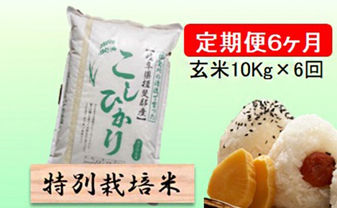 定期便 6カ月【 令和8年産 】毎月  玄米 10kg【 コシヒカリ 】