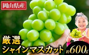 【2025年出荷先行予約】 厳選 シャインマスカット 訳あり 約600g ぶどう マスカット フルーツ 先行予約 2025 果物 岡山 不揃い 晴王 ブドウ ご家庭用 シャイン 先行予約 お手頃---ofn_cwsm_ae911_25_9000_600---