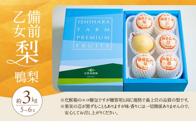 梨 2026年 先行予約 備前乙女梨（鴨梨） 5～6玉 合計約3kg【11月下旬～12月中旬頃発送】 ナシ なし 岡山県産 国産 フルーツ 果物 ギフト 石原果樹園 