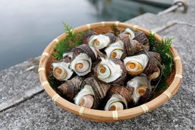 【数量限定】佐田岬海士のさざえ2kg ※北海道・東北地方・沖縄・離島への配送不可 IKTJ003