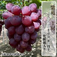 ぶどう 2026年 先行予約 紫苑1房（700ｇ以上）化粧箱入り ブドウ 葡萄 岡山県産 国産 フルーツ 果物 ギフト 