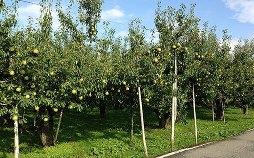 FYN6-429 《2026年先行予約》ご家庭用 山形県産西洋梨 ラ･フランス3kg 2026年11月中旬から順次発送 洋梨 洋なし ラフランス 秋果実 果物 くだもの フルーツ 訳あり 農業者 農家 支援 自宅 家庭 産地直送 山形県 西川町 月山