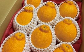 サイズ2L以上 ハウス不知火 3kg【2026年1月上旬から2月下旬に順次発送】 / 不知火 柑橘 みかん 蜜柑 ハウス 2L 3L【mok005A】