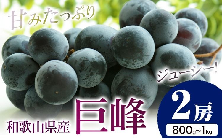 [先行予約]巨峰 2房(約800g〜1kg) 魚鶴商店 [2025年8月中旬-9月末頃出荷] 和歌山県 日高町 フルーツ ぶどう 巨峰 2kg 和歌山県産 送料無料---wshg_cuot63_8c9m_24_12000_2f---