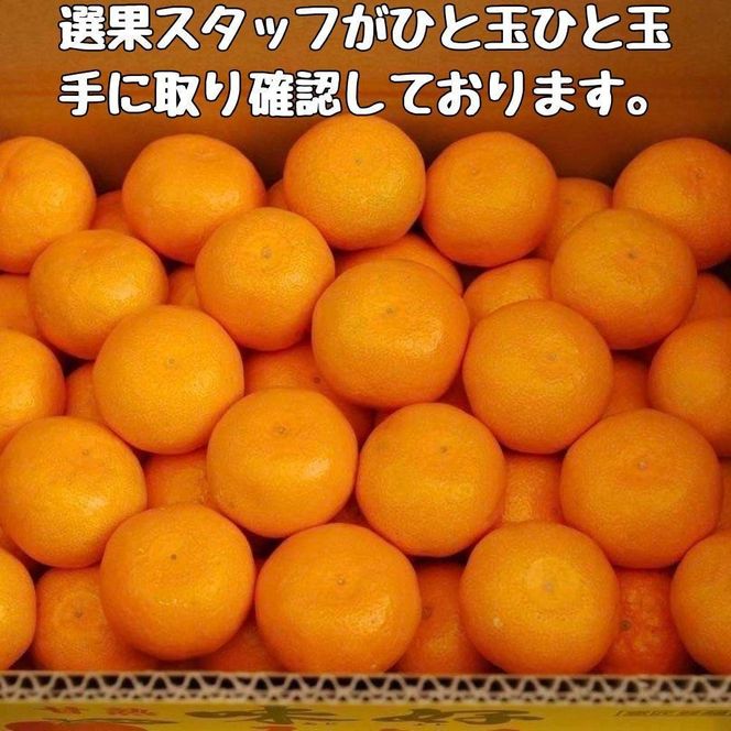 有田みかん 早生S〜Lサイズ混合 約10kg【2026年発送 先行予約】ER04
