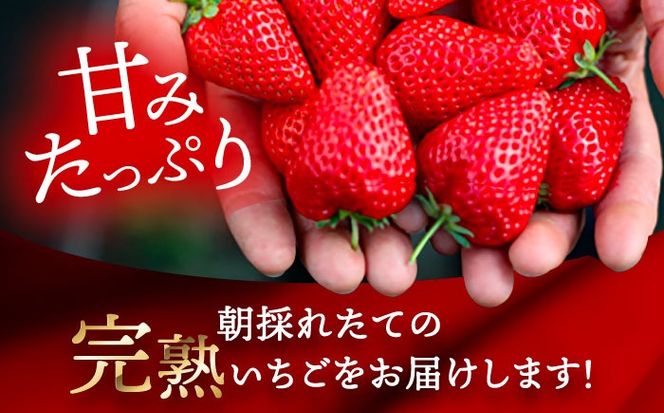 【先行予約】 ＼毎年12月より順次発送／ やよい姫 20粒 果物 いちご フルーツ 愛西市 / くぼ苺農園 【配達不可：北海道・沖縄・離島】[AECJ013]