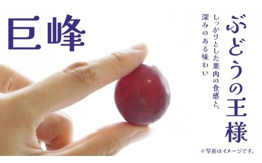【 訳あり 】 巨峰 2kg 【2026年10月上旬発送開始】(茨城県共通返礼品：大子町) ぶどう 葡萄 ブドウ フルーツ 果物 スイーツ わけあり ワケあり ご自宅用 ご家庭用 自分用