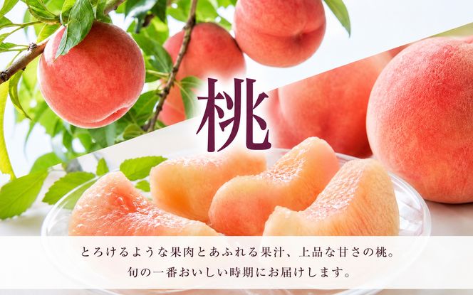 【全3回】紀州和歌山産旬のフルーツ定期便 (桃・梨・ピオーネ) / フルーツ 柑橘 和歌山 もも モモ 梨 なし ぶどう 葡萄 シャインマスカット ピオーネ 紫苑 【tkb424】
