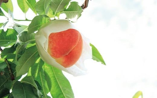 FYN9-895 ≪2026年先行予約≫ 贈答用 山形県産 白桃 あかつき 1.5kg(5～7玉) 秀品 2026年7月下旬から順次発送 柔らかくなる桃 果物 くだもの フルーツ 夏果実 桃 もも ピーチ 化粧箱 ギフト箱 贈答 ギフト プレゼント 中元 自宅 家庭 産地直送 山形県 西川町 月山