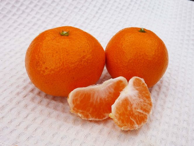 あきさわ園の木なり完熟みかん　10kg〈出荷時期:2025年11月1日出荷開始～2025年12月15日出荷終了〉【 みかん 神奈川県 小田原市 】 142069_BP001