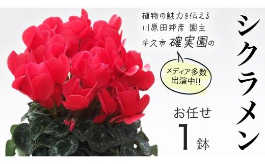シクラメン【 おまかせ 1点 】 ガーデニング 花 はな フラワー 鉢 鉢植え 常温 ギフト プレゼント 贈り物 贈答 牛久市 確実園 [BG009us]