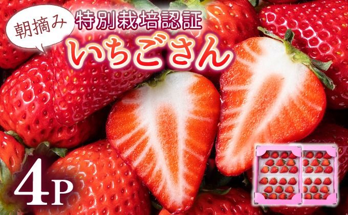 [先行予約・数量限定]佐賀県人気NO1「いちごさん」約1kg(235g×4p)
