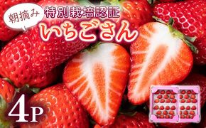 《先行予約・数量限定》佐賀県人気NO1「いちごさん」約1kg（235g×4p）