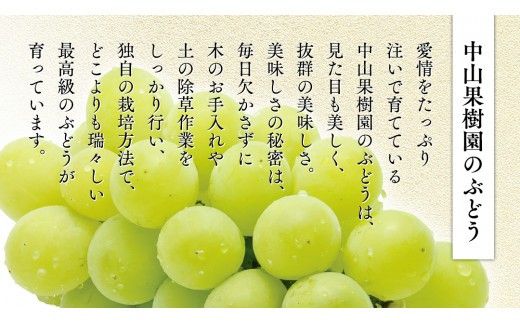 期間限定 ！ 筑西市産 シャインマスカット 1房 ぶどう ブドウ 葡萄 フルーツ 2026年産 [BW065ci]