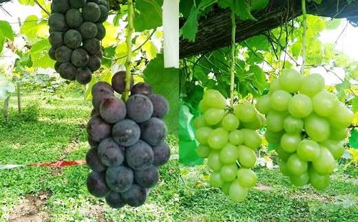 ぶどうジュース 3種飲み比べ 500ml×3本セット 【751】