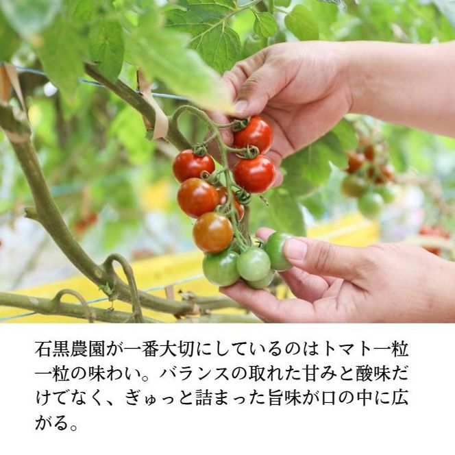 毎日食べたい石黒さんちの ミニトマト たっぷり 3kg 岡山県 瀬戸内市産 石黒農園【配達不可：離島】