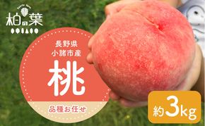 【2026年発送先行予約】　長野県小諸市産桃　約3kg（9～12玉） ギフト用　【Family farm 柏の葉】
