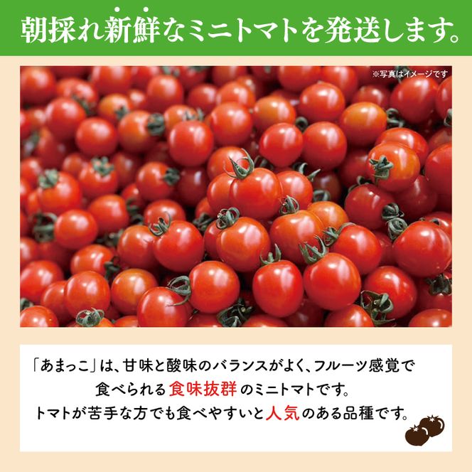 【先行予約★2026年5月中旬頃～順次発送！】【人気商品】朝採れ あまっこ ミニトマト ３kg 【やさい 野菜 トマト 甘い プチトマト 新鮮 フレッシュ 産地 直送 10000円以下 茨城県 鹿嶋市 】（KAM-31）