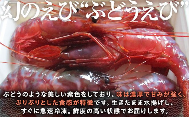 幻のぶどうえび（小・250g / 9～10尾前後） エビ 海老 刺身 海鮮 羅臼町 北海道 海産物 魚介 魚介類 生産者 支援 応援 016942_AH290