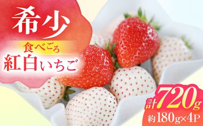 【希少】 朝摘み 愛知県産 いちご紅白セット 約180g×4パック いちご 白いちご ギフト 愛西市/くぼ苺農園[AECJ006]