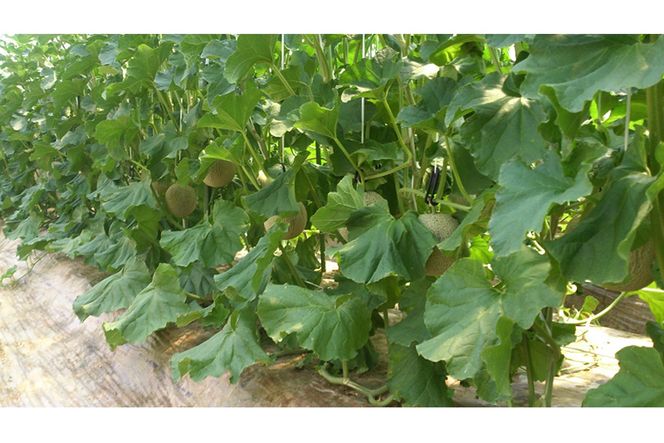 【数量限定】京都丹後産 セリーヌメロン 2玉入り（2026年7月～発送） 国産 旬 アールスメロン めろん ふるさと 納税 メロン 青肉 ふるさと 納税 期間限定 ふるさと 納税 フルーツ くだもの 果物　AM00717