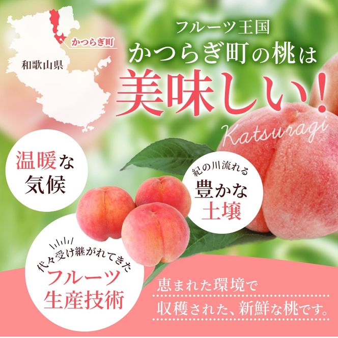 【先行予約】【厳選】あふれる果汁で口いっぱい！ 和歌山県産 桃 約2kg（6個～9個） 【2026年6月末頃～2026年8月末頃に順次発送予定】（お届け日指定不可）/ 和歌山 桃 モモ フルーツ もも 白桃 果物 くだもの【kgr001A】