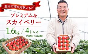 【先行予約/数量限定】プレミアムな完熟スカイベリー（48粒または60粒）4トレイ1600g｜ 栃木県 鹿沼市 産地直送 旬 いちご こだわり 高級品 贈答用 イチゴ 苺 果物 フルーツ 期間限定　※2025年12月中旬～2026年2月中旬頃に順次発送予定