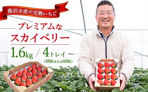 yȖ،szys\/ʌzv~AȊnXJCx[i48܂60j4gC1600gb Ȗ، s Yn {   i p C`S  ʕ t[c Ԍ@2025N12{`2026N2{ɏ\