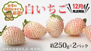 白いちご約250ｇ×2パック【12月より発送開始】（茨城県共通返礼品：城里町産）田舎の頑固おやじが厳選！  茨城県 県産 人気 厳選 果物 くだもの 旬 旬の果物 旬のフルーツ 白イチゴ 白いちご 白苺 いちご イチゴ 苺 