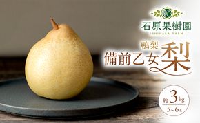 梨 2026年 先行予約 備前乙女梨（鴨梨） 5～6玉 合計約3kg【11月下旬～12月中旬頃発送】 ナシ なし 岡山県産 国産 フルーツ 果物 ギフト 石原果樹園 