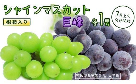 【桐箱入り】 シャインマスカット & 巨峰 (各１房)【2026年7月上旬発送開始】(茨城県共通返礼品：大子町) ぶどう 葡萄 マスカット フルーツ 果物 贈答用 ギフト 贈り物