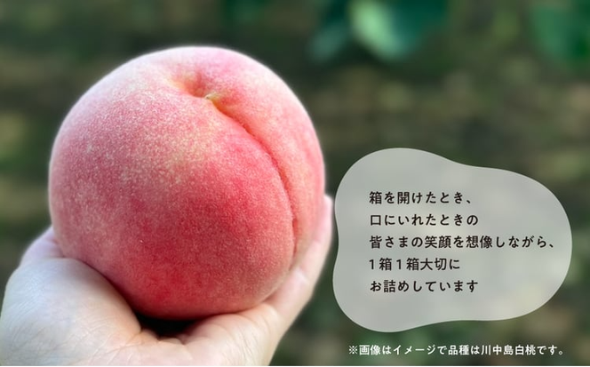 【2026年先行予約】まどか 白桃 ご家庭用 5-7玉入 (岡山県産)【KF-A023-03】