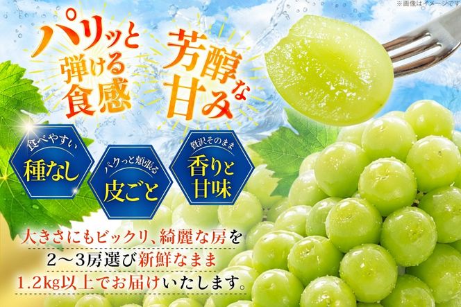 【2026年発送】 シャインマスカット 先行予約 頬張る幸福感 ～緑の宝石・シャインマスカット～ 1.2kg 以上 (2～3房) [REGALO 山梨県 韮崎市 20745476] シャイン マスカット ブドウ ぶどう 葡萄 フルーツ 果物 くだもの 1.2キロ 2房 ～ 3房 山梨 山梨県産 先行受付