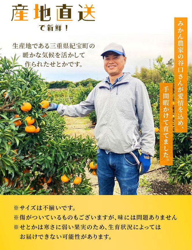【先行予約】みかん せとか ご家庭用 たにぐち農園の せとか 4.5kg 大小混合【2027年3月から4月上旬までに順次発送予定】 / 家庭用 ご家庭用 せとか みかん 蜜柑 サイズ 不揃い【mtn012C】