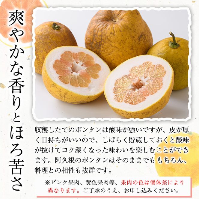 ＜先行予約受付中！2027年1月上旬以降順次発送予定＞訳あり！竹ん子山のボンタン(約5kg) 国産 鹿児島県産 阿久根産 柑橘 果物 フルーツ ぼんたん 文旦 訳アリ 果実 期間限定 数量限定 【竹ん子山】akn097-15