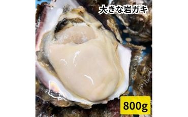 特大!天然岩牡蠣特上品800g(1～2コ/殻付き/生食用)CAS冷凍カキ 海鮮バーベキューBBQに