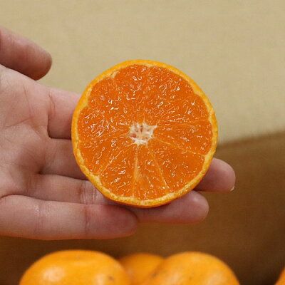 BL6013n_【産地直送】【2026年先行予約】和歌山 湯浅町産 田村みかん 5kg S～Lサイズ混合