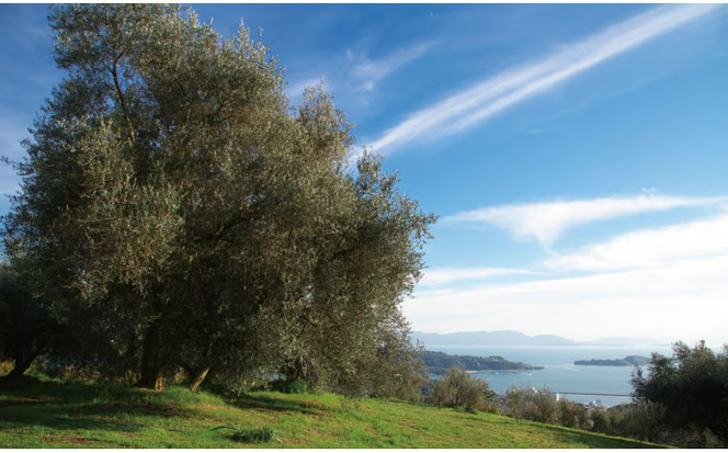 エキストラバージン オリーブオイル 大容量 5Ｌ ふるさと納税限定品 食用油 オリーブ油 植物オイル 植物油 サラダ ドレッシング パスタ フルーティー グリーンな風味 [№5735-1831]