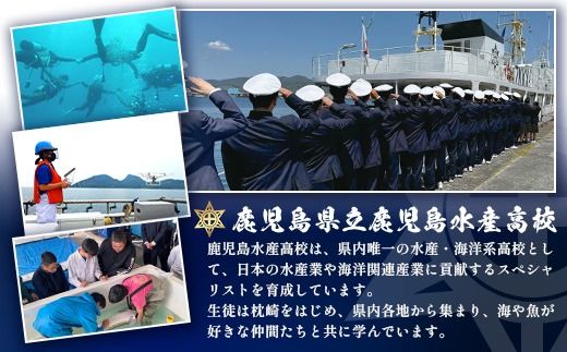 水産高校生考案　枕崎かつおラーメン2人前×4袋　和風しお味　液体スープ付　コンパクトサイズV0-4【1658461】_ ご当地 ラーメン 塩ラーメン かつお 出汁 