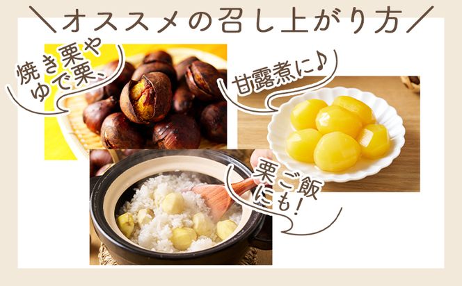 栗 栄養豊富な秋の味覚 クリ（栗） １袋（１kg）　yr-0102