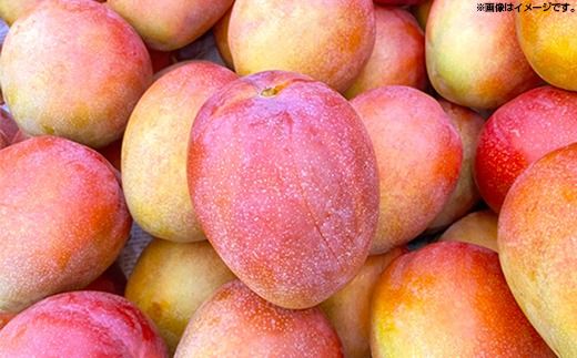 【先行受付】【2026年発送】MKファームの贈答用ミニマンゴー約1kg【贈答用】- 贈答用 ギフト 先行予約 沖縄県産 産地直送 南国フルーツ 旬の味覚 ミニマンゴー オススメ 沖縄県 八重瀬町