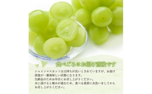 【2026年発送 先行予約】高級 山梨県産 シャインマスカット 2～3房 （1.3kg以上）  果物 旬 高級 フルーツ シャイン ぶどう 山梨 富士吉田