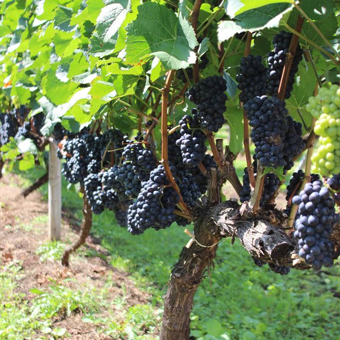 北海道仁木町 寄附のみの応援受付 1,000円コース（返礼品なし 寄附のみ 1000円） 寄付 支援 応援 北海道 仁木町 [仁木町役場]