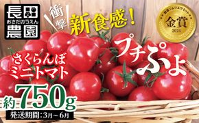 【2027年発送】衝撃の一粒!!奇跡のさくらんぼミニトマト(プチぷよ) 約750g（250g×3パック） ソムリエサミット 金賞 受賞 長田農園 産地直送 トマト とまと 野菜 やさい フルーツ サラダ 濃厚 甘い ご褒美 プレゼント 美容 健康 リピート多数 人気 高評価 数量限定 碧南市 H004-256