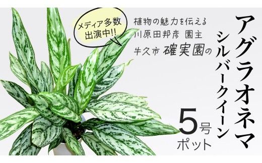 アグラオネマ シルバークイーン 5号ポット 1点 家庭 で 園芸 鉢植え 苗 庭木 果樹 ガーデニング 植物 確実園 観葉植物 インテリア 植木鉢 [BG016us]