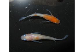 メダカ 松井ヒレ長リンカ紅白 めだか 魚 観賞魚 観賞用 飼育 ペット 淡水 生体 生物 西正ナチュラルライフ 嵐山町 埼玉県