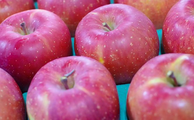 【2026年11月～発送】ふじ 家庭用 約10kg りんご リンゴ 林檎 果物 フルーツ 長野県 長野 山ノ内町